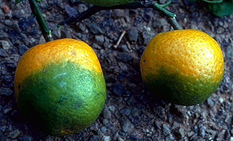 Zitrus mit Citrus-Greening-Krankheit befallen (UCR) Foto © University of California UC Riverside