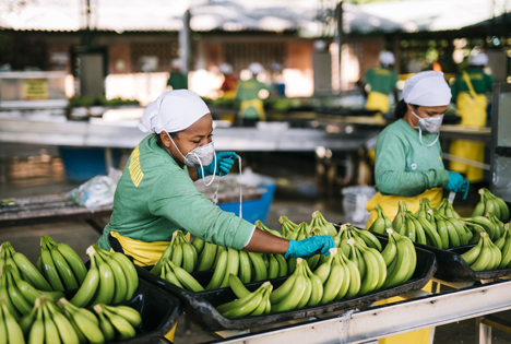 130.000 Tonnen Fairtrade-Bananen wurden 2019 verkauft. Damit ist jede fünfte Banane fair gehandelt. Beschäftigte in Kolumbien. Foto © Christoph Köstlin / Fairtrade