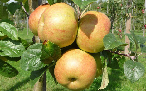 Der 'Böblinger Straßenapfel' ist eine der historischen Kernobstsorten. Foto © HSWT