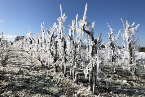 Frost Foto © Landvolk Niedersachsen