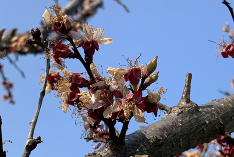 Hagelversicherung Österreich: Spätfrost hat schwere Schäden im Obstbau verursacht
