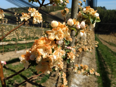 Frostschäden an Apfelblüten, Gleisdorf, Steiermark. Foto © ÖHV