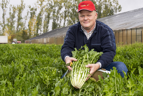 Ernte-Premiere im Gemüsegarten Pfalz: 