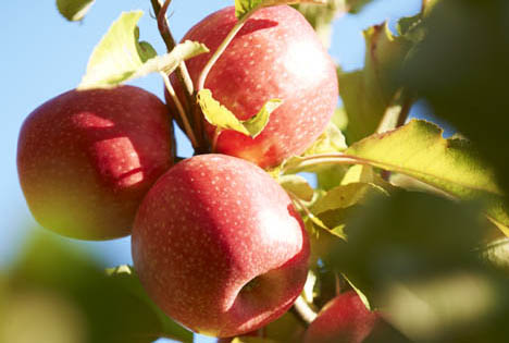 Eine vielversprechende Saison für Pink Lady® mit Anstieg von 19% vorhergesagt