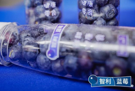 Ankunft chilenischer Blaubeeren in Jiaxing-Fruchtgroßhandelsmarkt in China gefeiert