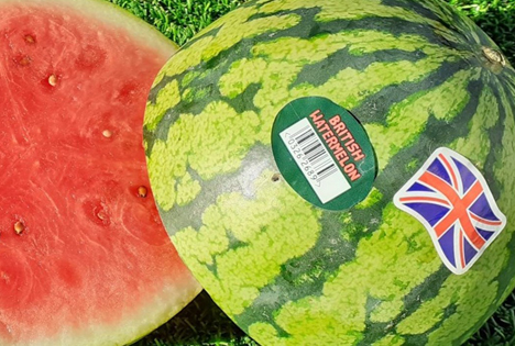Rekordertrag britischer Wassermelonen dank Hitzewelle