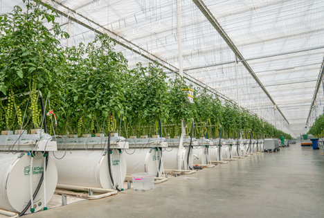 Neustart nach Naturkatastrophe: Al Dahra BayWa erntet wieder Tomaten in der Wüste