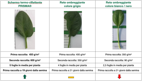 (Die Tabelle zeigt die quantitativen Ergebnisse des Tests) Foto © Arrigoni