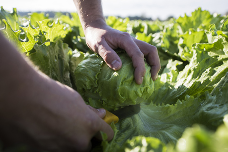 Deutsches Obst und Gemüse: Salat - Nicht alles ist Kopfsache