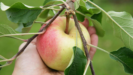 Äpfel aus Deutschland, Foto © BVEO