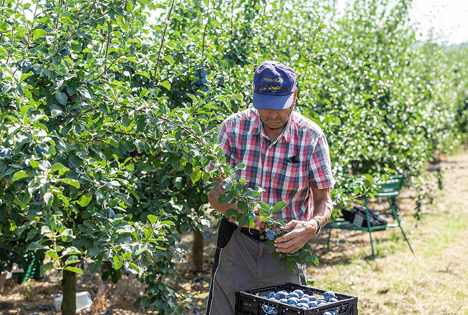 Zwetschgenernte. Foto © Obstgroßmarkt Mittelbaden eG