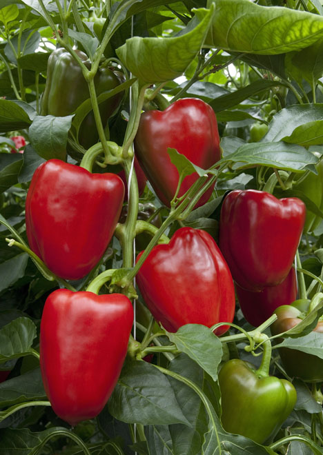 Rote Paprika. Foto © Reichenau-Gemüse eG
