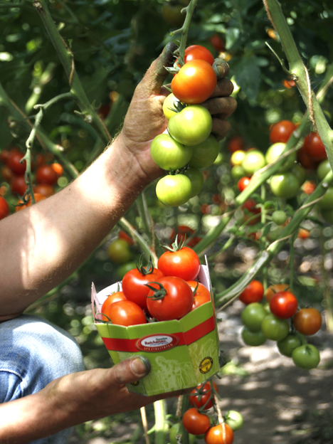 Tomate Inselperle. Foto © Reichenau-Gemüse eG