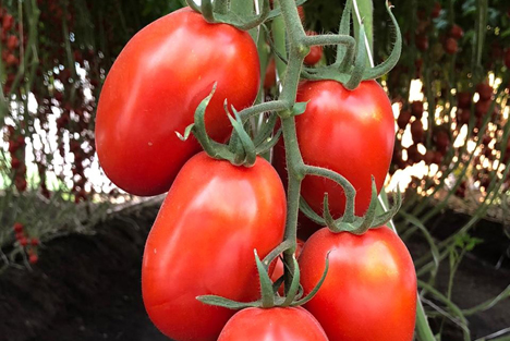 Bayer bringt weitere Tomatensorten mit mittlerer Resistenz gegen das Jordan-Virus auf den Markt