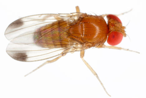 GB: Erfolgreicher Test von chemikalienfreier Insektenkontrolle durch Jungunternehmen