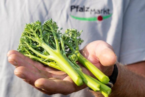 Versuchsanbau erfolgreich gestartet: Ab sofort wird bei Pfalzmarkt eG der erste Bimi® Brokkoli geerntet