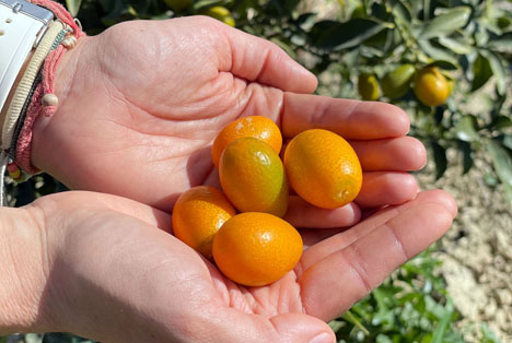 Bio Campojoyma baut als erstes Unternehmen in Almeria Bio-Kumquat an