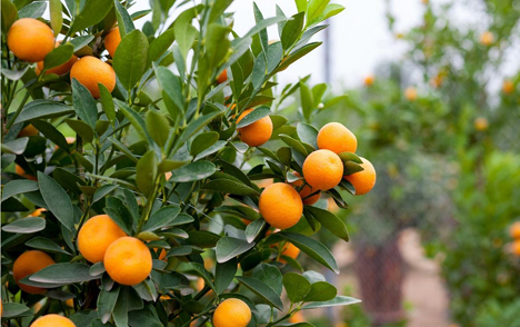 Foto © Spanish Citrus/Intercitrus