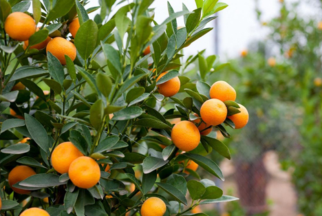 Stärken und Schwächen von 'Spanish Citrus' in Zeiten von COVID 19