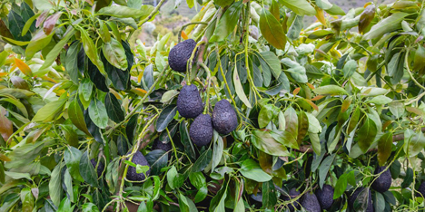 Multitud de cultivo de aguacate.  Foto © CrowdFarming