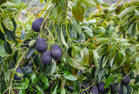 Ressourcenschonende Avocados direkt vom Erzeuger in Spanien kaufen!