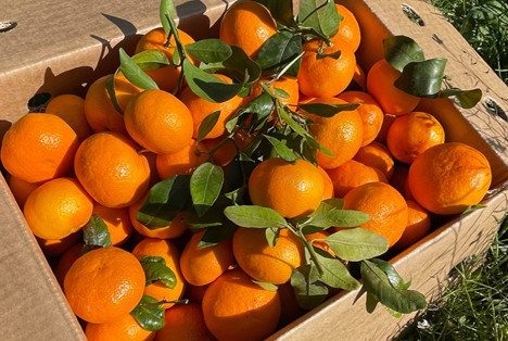 CrowdFarming: Die besten Mandarinen mit gutem Gewissen genießen