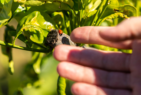 Erfolgreiches Zitrusprojekt von EDEKA und WWF ausgeweitet Foto © EDEKA ZENTRALE Stiftung & Co. KG