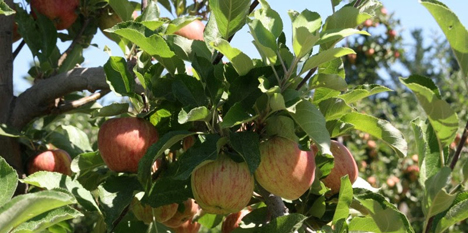 "Null-Verschmutzungs-Äpfel". Foto © Eosta