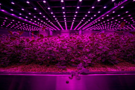 Grinspan verbindet seine Technologie mit einem „Pflanzenflüsterer“. Foto © Future Crops