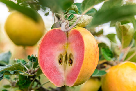 Die Kissabel® - Äpfel kommen wieder
