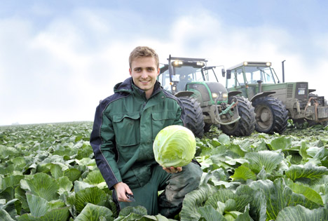 Kohl frisch vom Feld © Dithmarschen Tourismus /photocompany