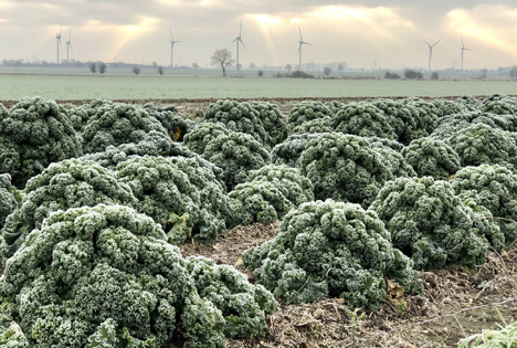 Foto © Landvolk Niedersachsen