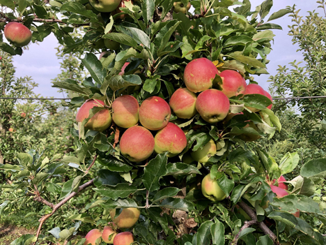 Foto © Landvolk Niedersachsen Apfel