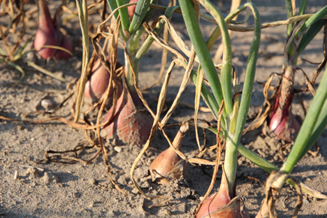 Kleine Zwiebelknollen dieses Jahr. Foto © Landvolk Niedersachsen