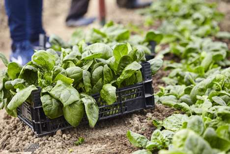 Lidl entwickelt ersten Biodiversitätsstandard. Fotocredit: © Adobe Stock