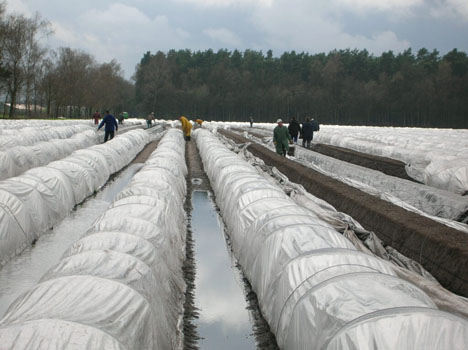 Folienabdeckung bei Spargel. Foto © Landvolk Niedersachsen