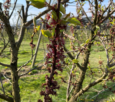 Frostschäden Marille. Foto © Österreichische Hagelversicherung VVaG