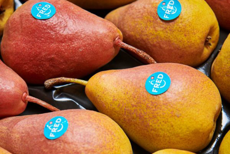 Origine Group: Die FRED®-Birne ist tolerant gegen Braunfleckenkrankheit