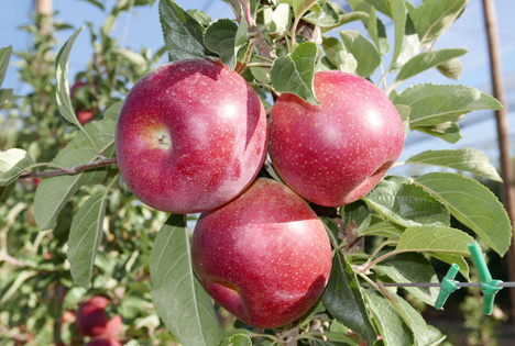 Apfel HOT84A1 Foto © Plant & Food Research