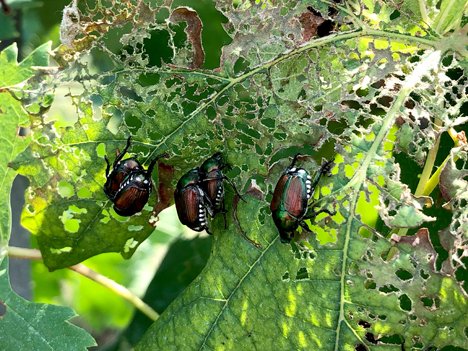 Popillia japonica. Foto © Mauro Jermini, Agroscope