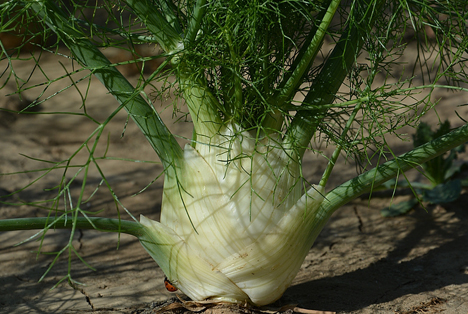 RLV: Knollenfenchel – ein Sommergemüse