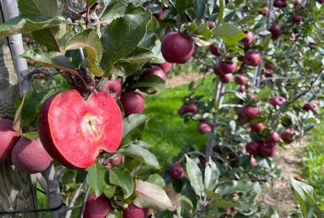 Red Moon® Apfel Foto © Red Moon GmbH 