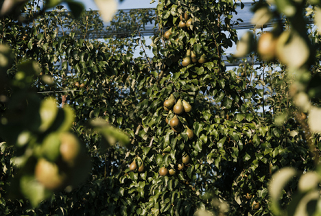 Foto © Schweizer Obstverband Birnen