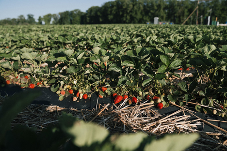 Foto © Schweizer Obstverband