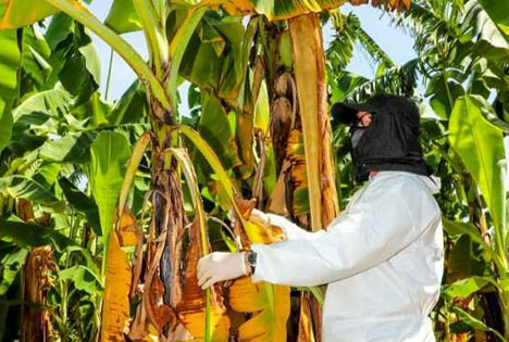 Foto © Senasa Peru bestätigt Ausbruch von Fusarium-Welke Tropical Race 4 bei Bananen in Piura