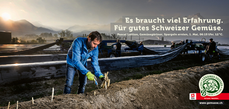 Pascal Lattion, Spargel ernten. Foto © Verband Schweizer Gemüseproduzenten (VSGP)