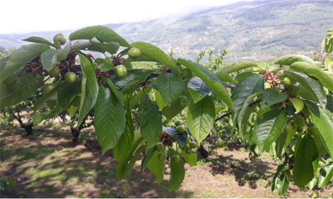 Árbol de fitoserias.  Foto © Valle del Gerde