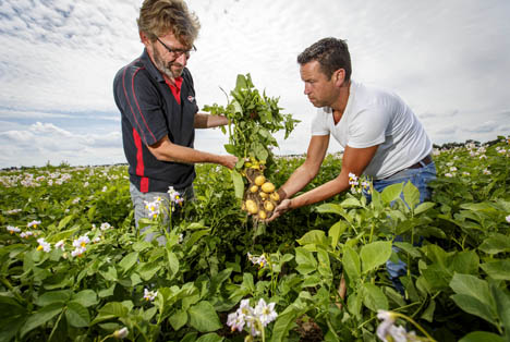 Kartoffelerzeuger in Zusammenarbeit mit Albert Heijn. Foto © Albert Heijn