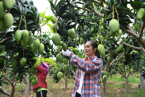 Foto © The Publicity Department of Tianyang District