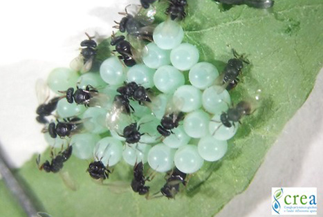 Italien: CREA startet Projekt zur biologischen Kontrolle der asiatischen Baumwanze
